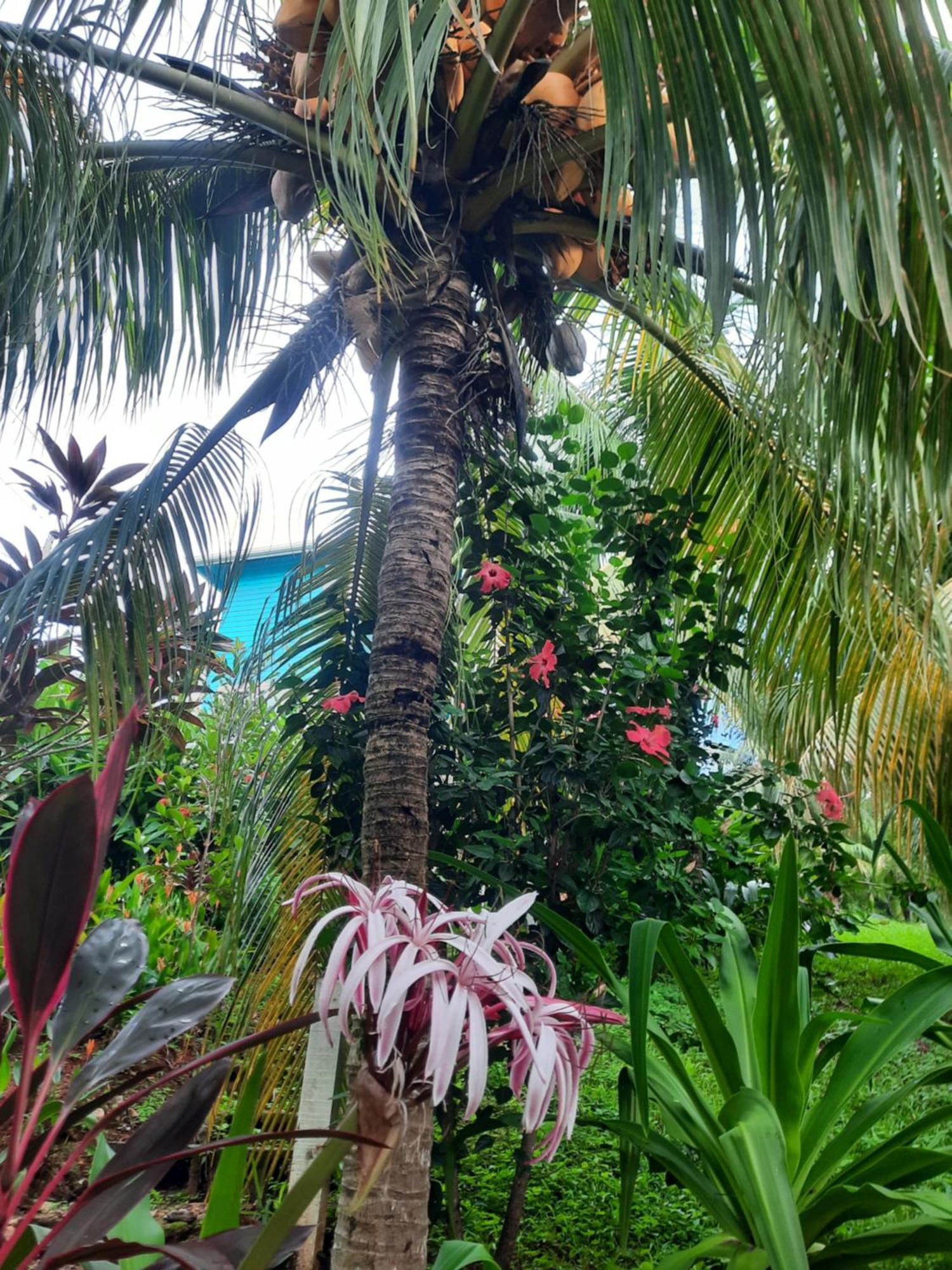 Guava Grove Resort & Villas Сэнди-Бей Экстерьер фото